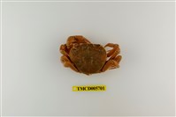 藏品(拉氏清溪蟹)的圖片